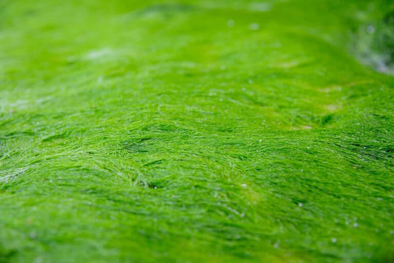 Chlorella – Wie gesund ist die Alge? Chlorella Pyrenoidosa, Chlorella Vulgaris