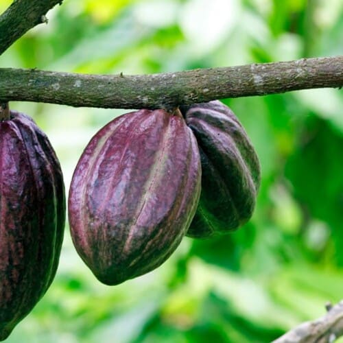Roher Kakao - Wissen - Vegane Vibes