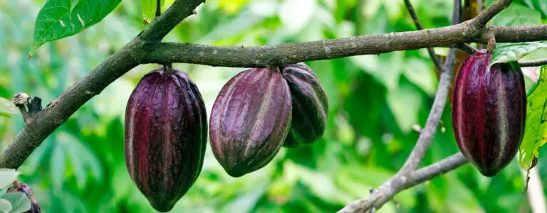 Roher Kakao - Wissen - Vegane Vibes