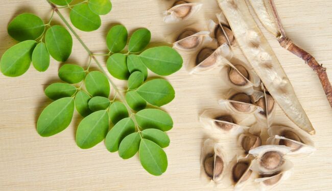 Moringa oleifera