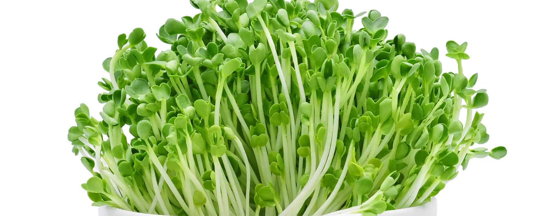 Alfalfa Sprossen in Schale